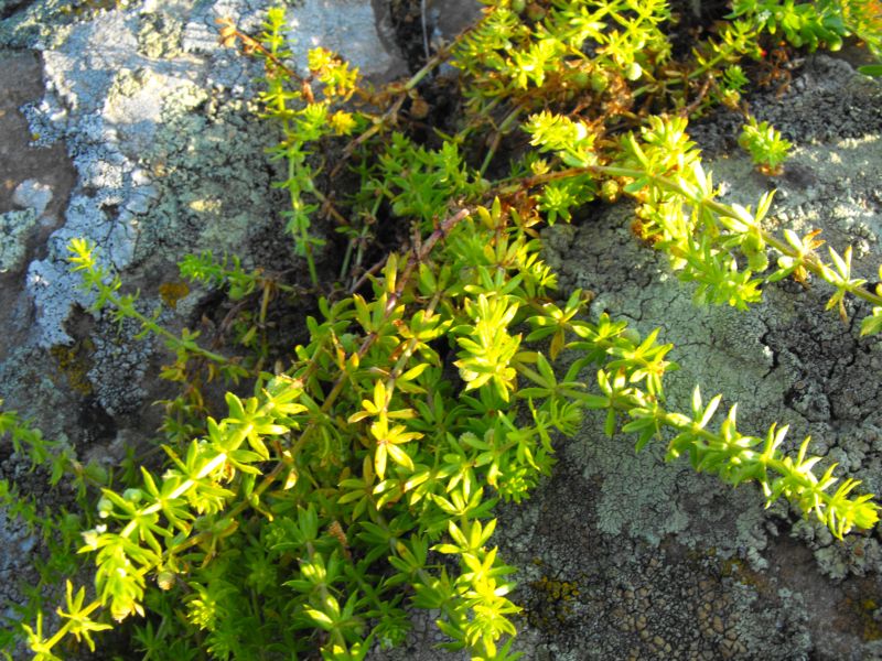 Galium verrucosum