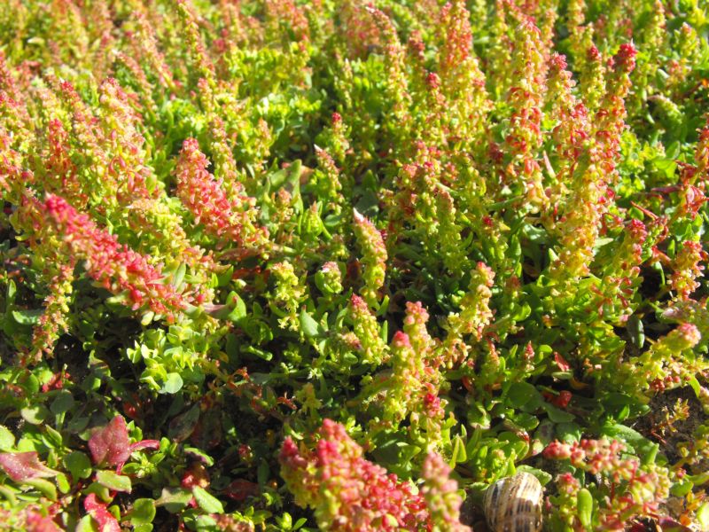 Rumex bucephalophorus / Romice capo di bue