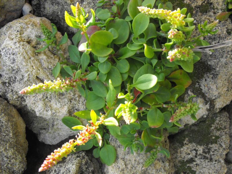 Rumex bucephalophorus / Romice capo di bue