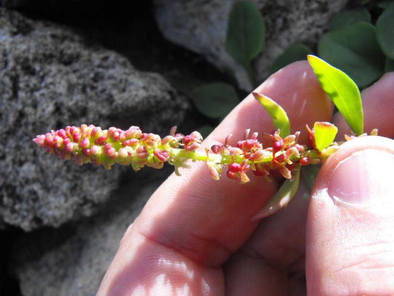 Rumex bucephalophorus / Romice capo di bue