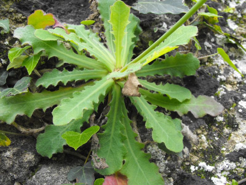 Asteracea da determinare - Hypochaeris cfr.radicata