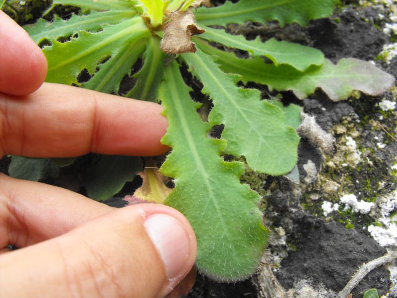 Asteracea da determinare - Hypochaeris cfr.radicata