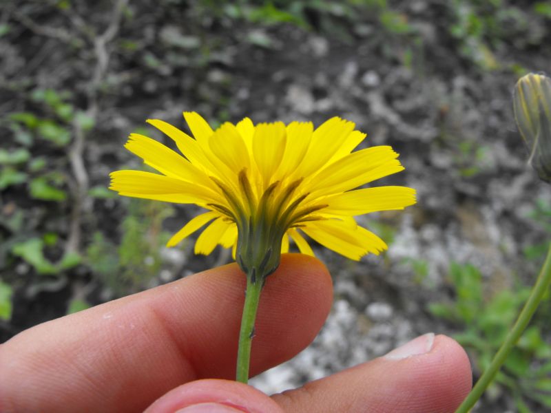 Asteracea da determinare - Hypochaeris cfr.radicata
