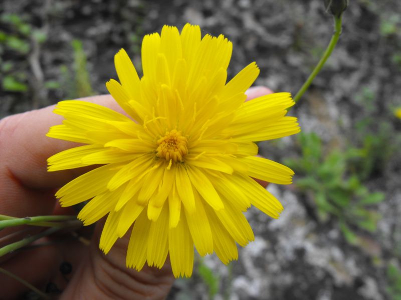 Asteracea da determinare - Hypochaeris cfr.radicata