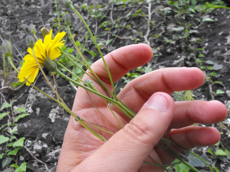Asteracea da determinare - Hypochaeris cfr.radicata