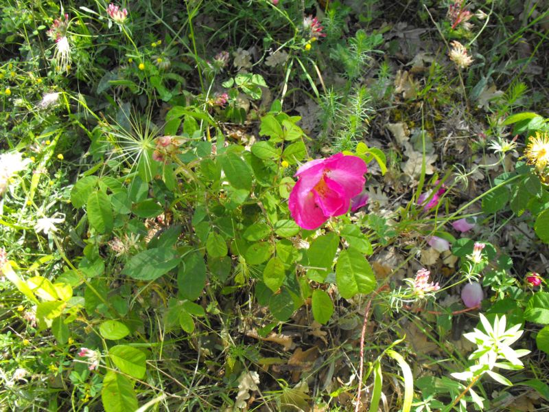 Una splendida rosa ....Rosa cfr. pendulina