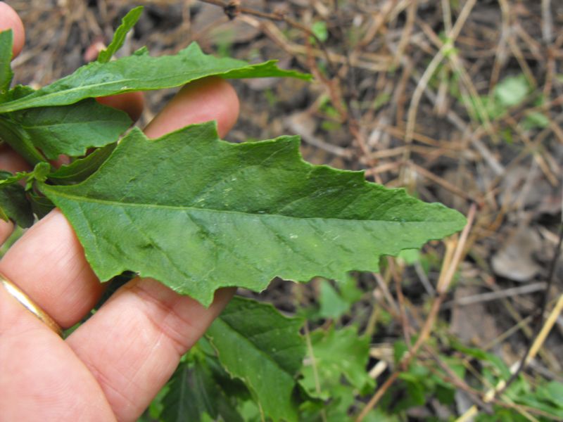 Chenopodium ambrosioides