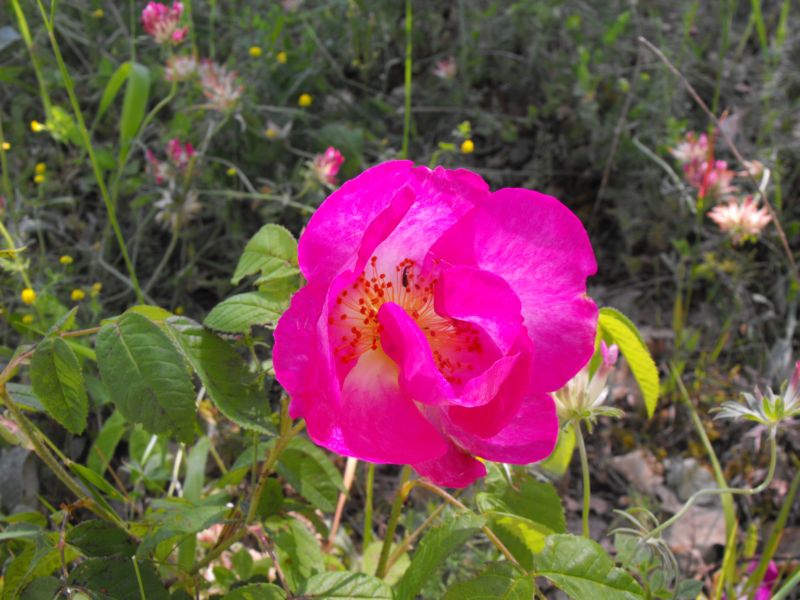 Una splendida rosa ....Rosa cfr. pendulina