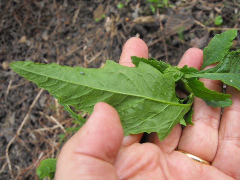Chenopodium ambrosioides
