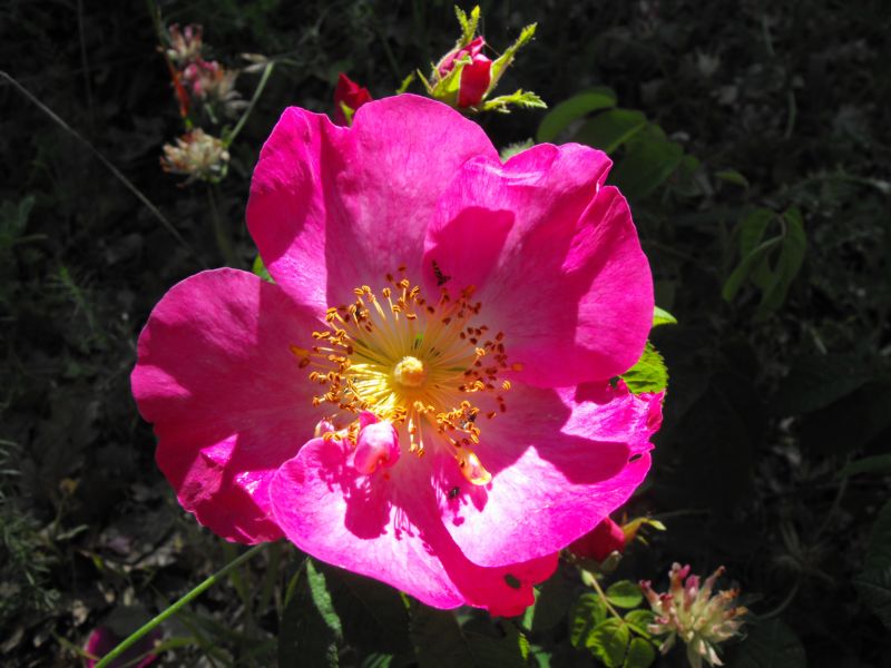 Una splendida rosa ....Rosa cfr. pendulina