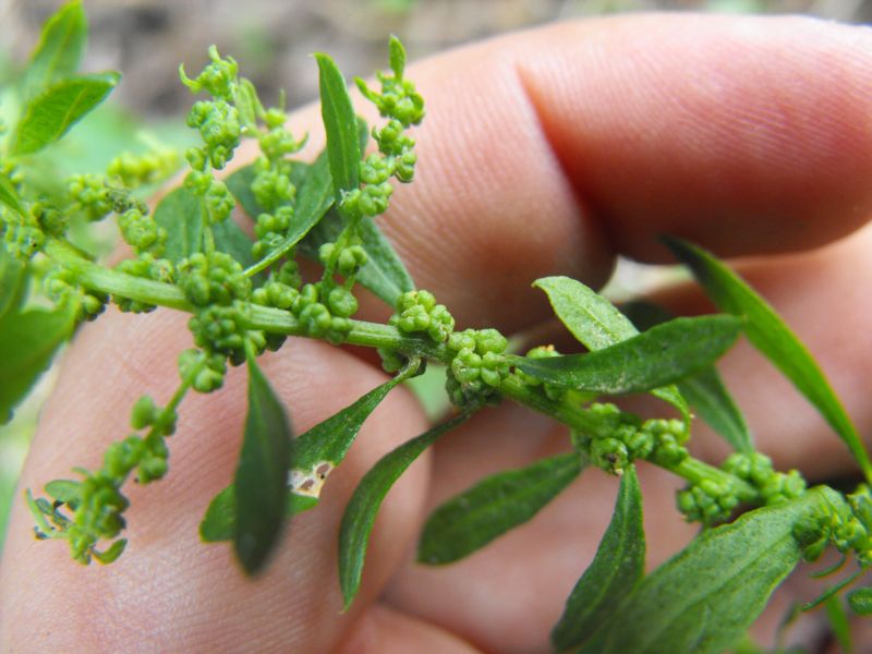 Chenopodium ambrosioides