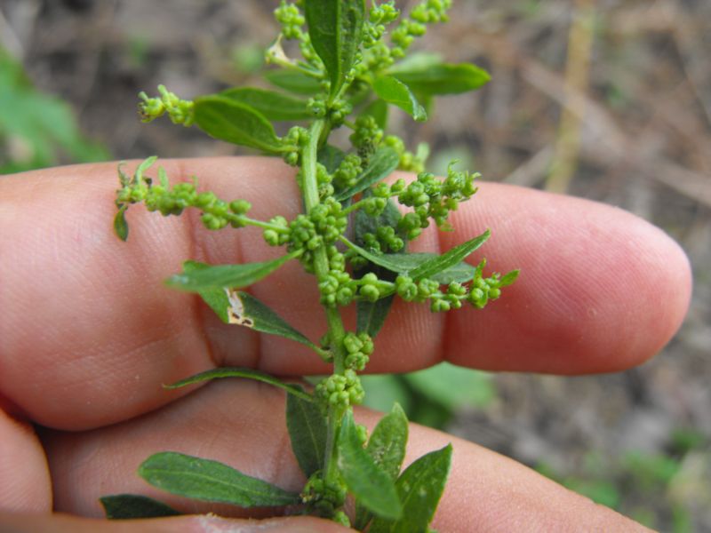 Chenopodium ambrosioides
