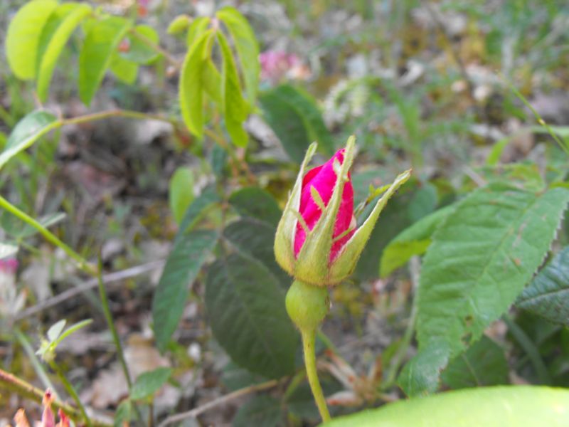 Una splendida rosa ....Rosa cfr. pendulina
