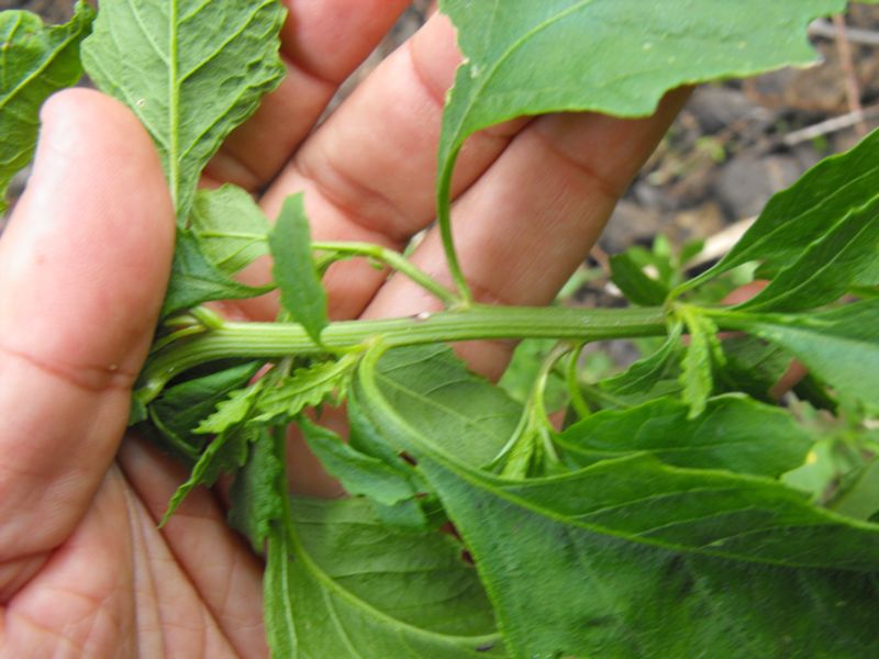 Chenopodium ambrosioides
