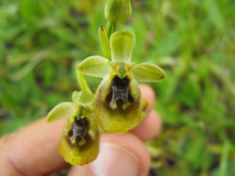 Ophrys oxyrrhynchos subsp.biancae varie