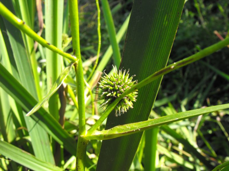 Sparganium erectum