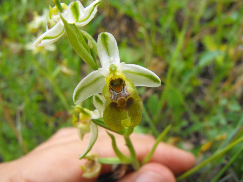 Ophrys oxyrrhynchos subsp.biancae varie