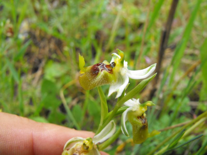 Ophrys oxyrrhynchos subsp.biancae varie