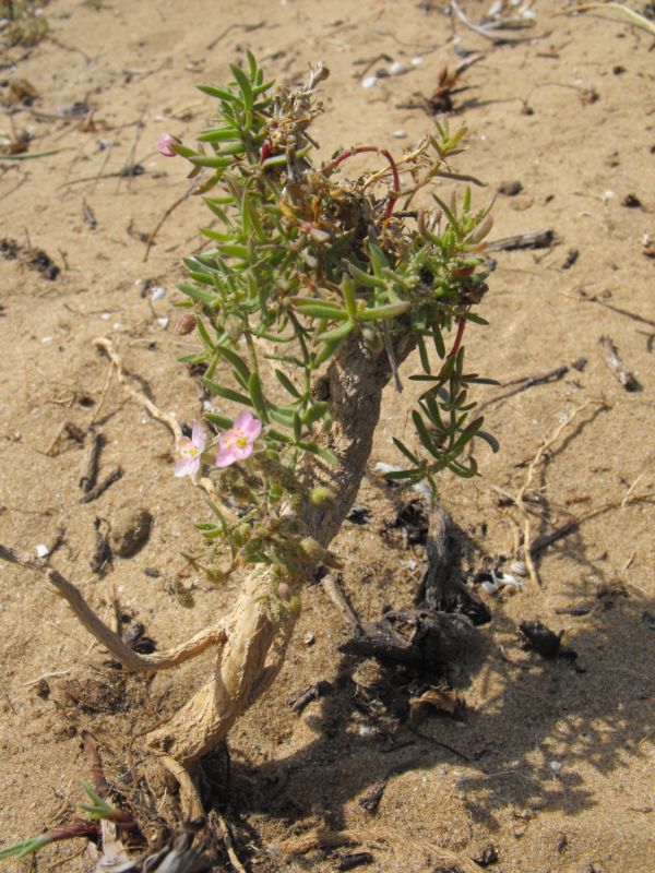 Spergularia media o Rhodalsine geniculata?