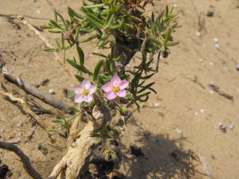Spergularia media o Rhodalsine geniculata?