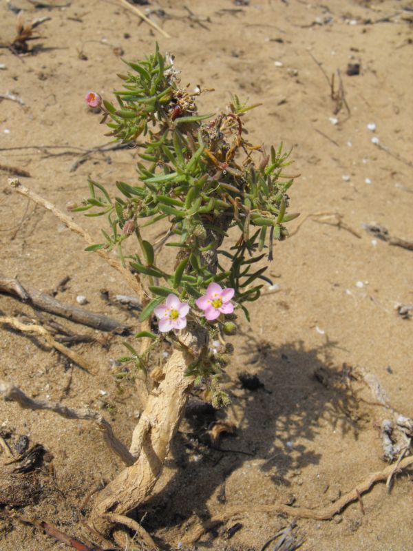 Spergularia media o Rhodalsine geniculata?