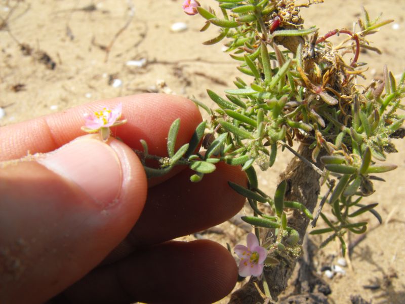 Spergularia media o Rhodalsine geniculata?