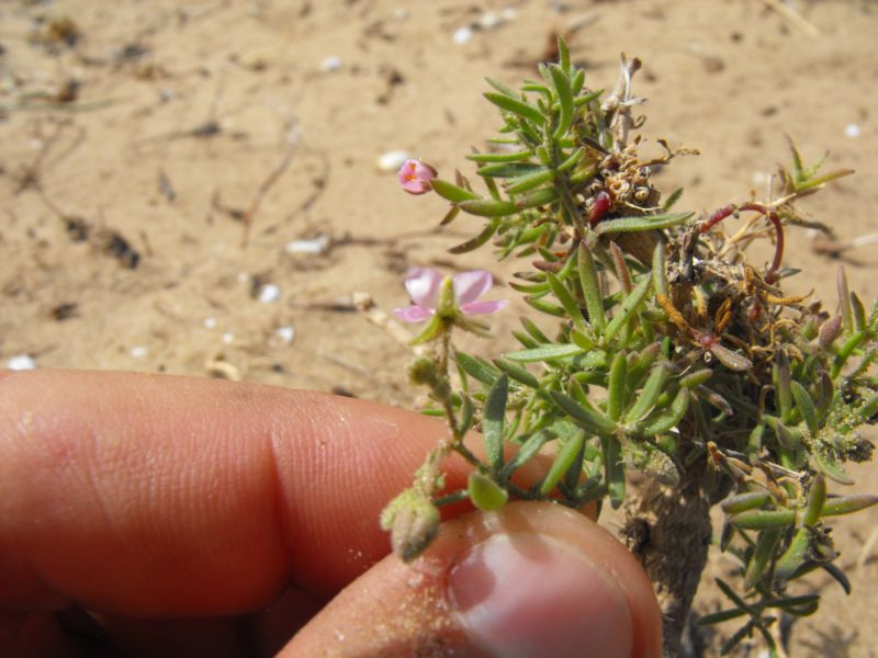 Spergularia media o Rhodalsine geniculata?