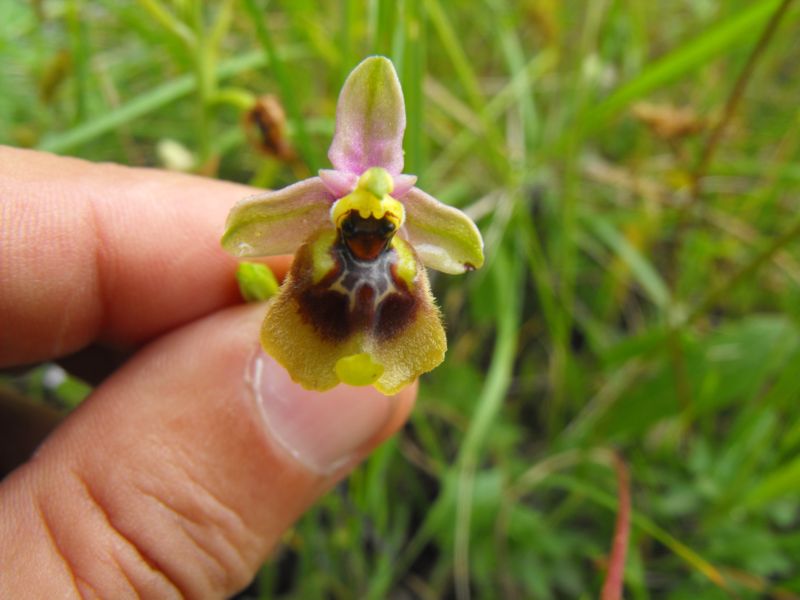 Ophrys oxyrrhynchos subsp.biancae varie