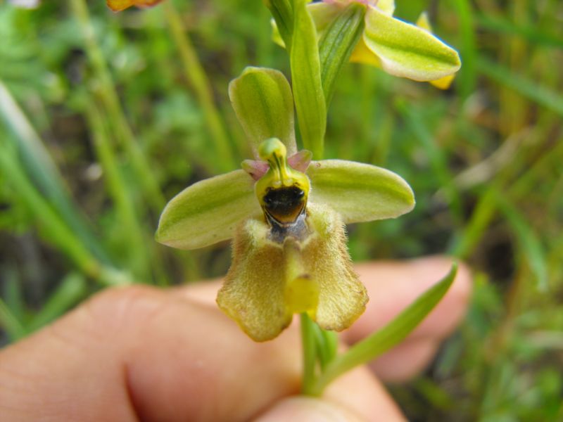 Ophrys oxyrrhynchos subsp.biancae varie