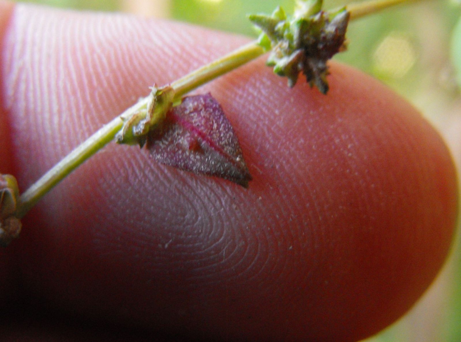 Atriplex prostrata / Atriplice comune