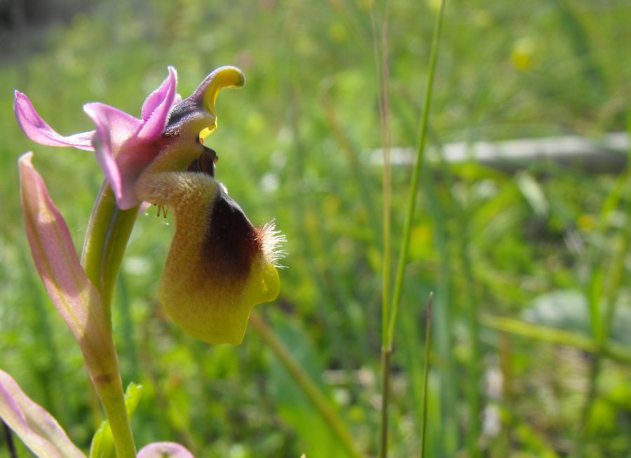 Ricordi di una  Ophrys tenthredinifera