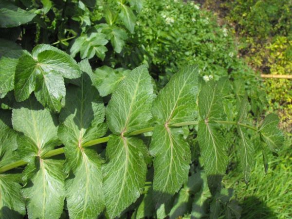 pianta n.d.d. - cfr. Apium nodiflorum