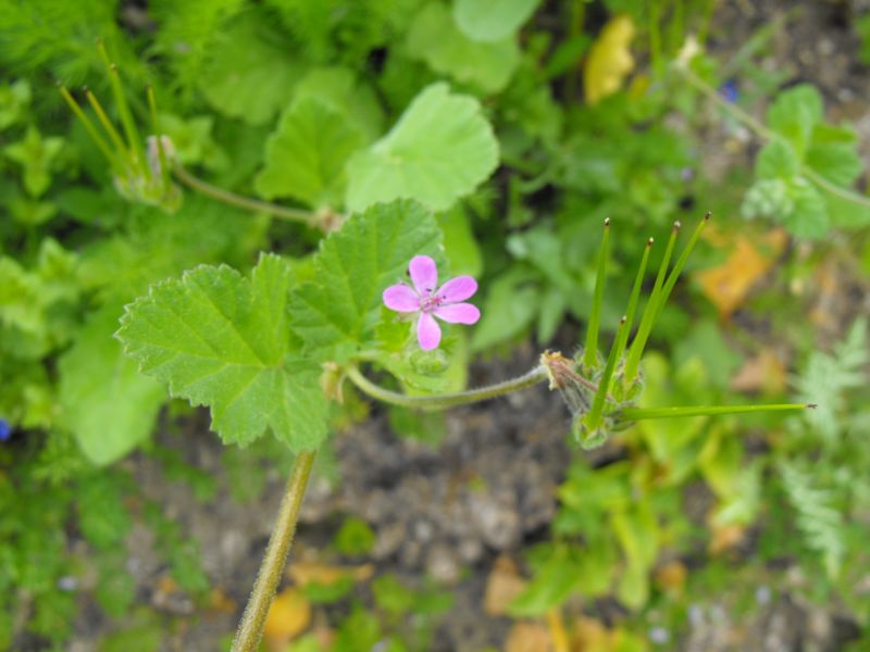Erodium malacoides
