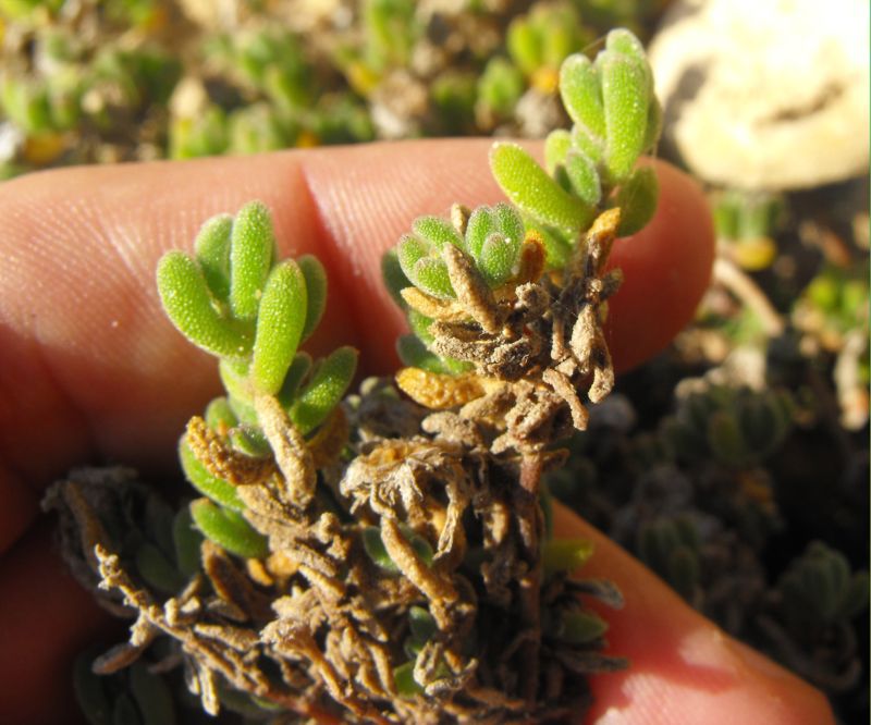 Drosanthemum hispidum (o floribundum)