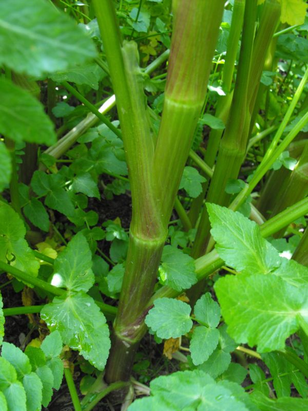 pianta n.d.d. - cfr. Apium nodiflorum