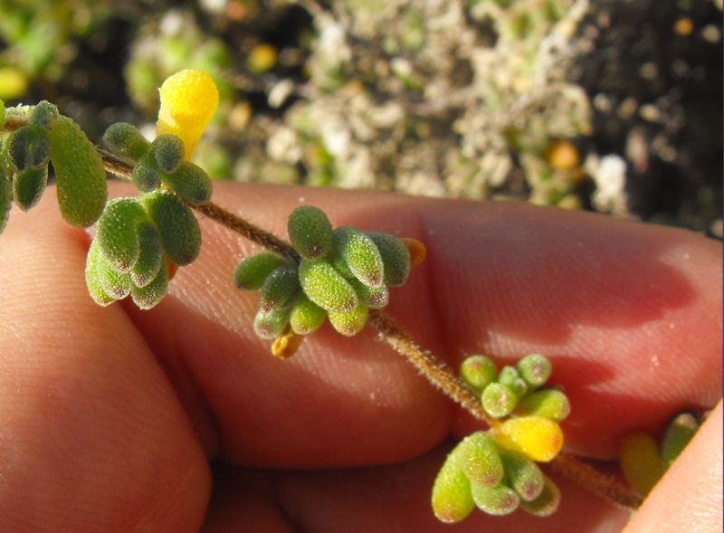 Drosanthemum hispidum (o floribundum)