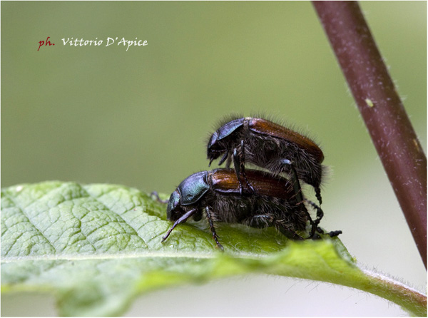 Da identificare: Phyllopertha horticola