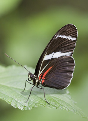 Da identificare - Heliconius wallacei