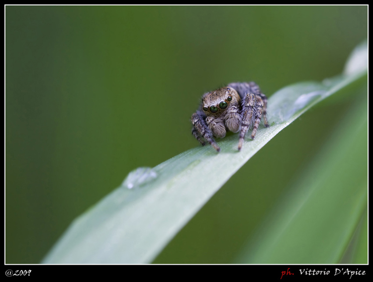 Salticidae