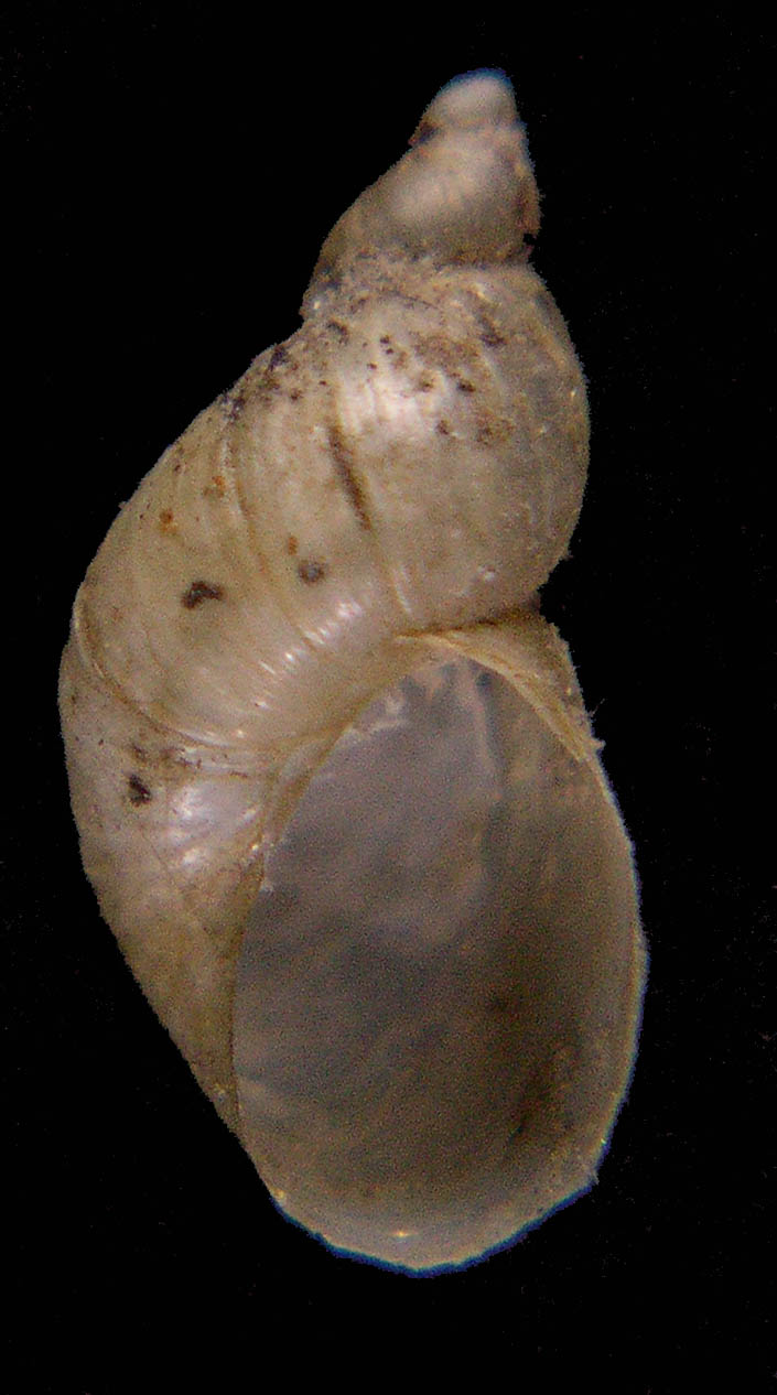 Succinea (Succinella) oblonga Draparnaud, 1801