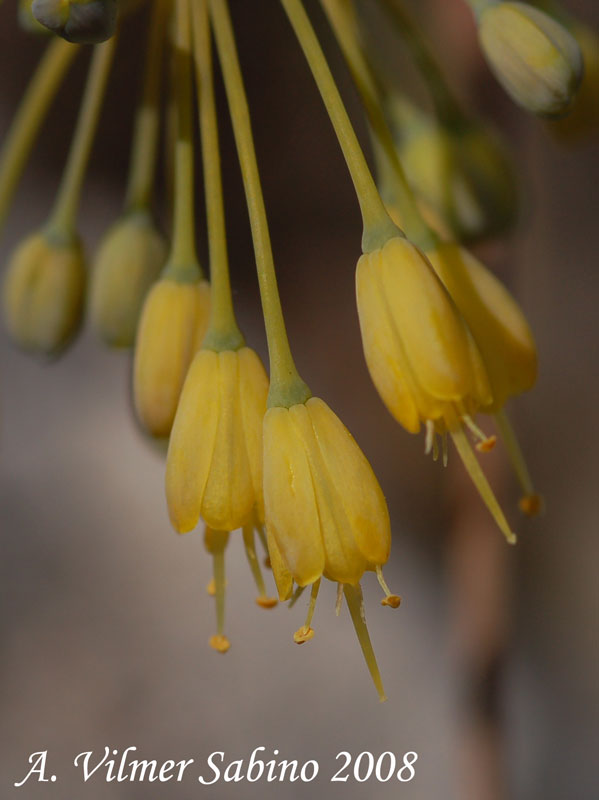 Allium flavum / Aglio giallo