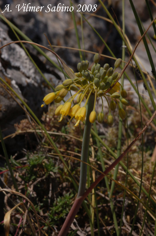 Allium flavum / Aglio giallo