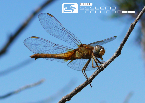 Classificazione specie - Crocothemis erythraea (femmina)