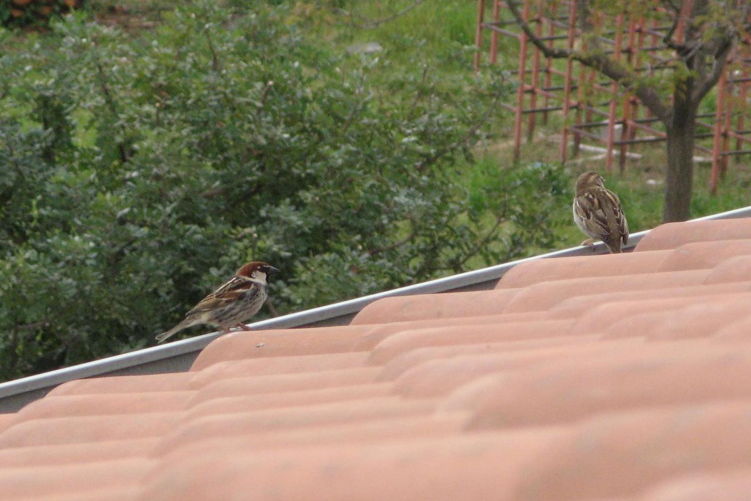 Passera d''Italia vs Sarda