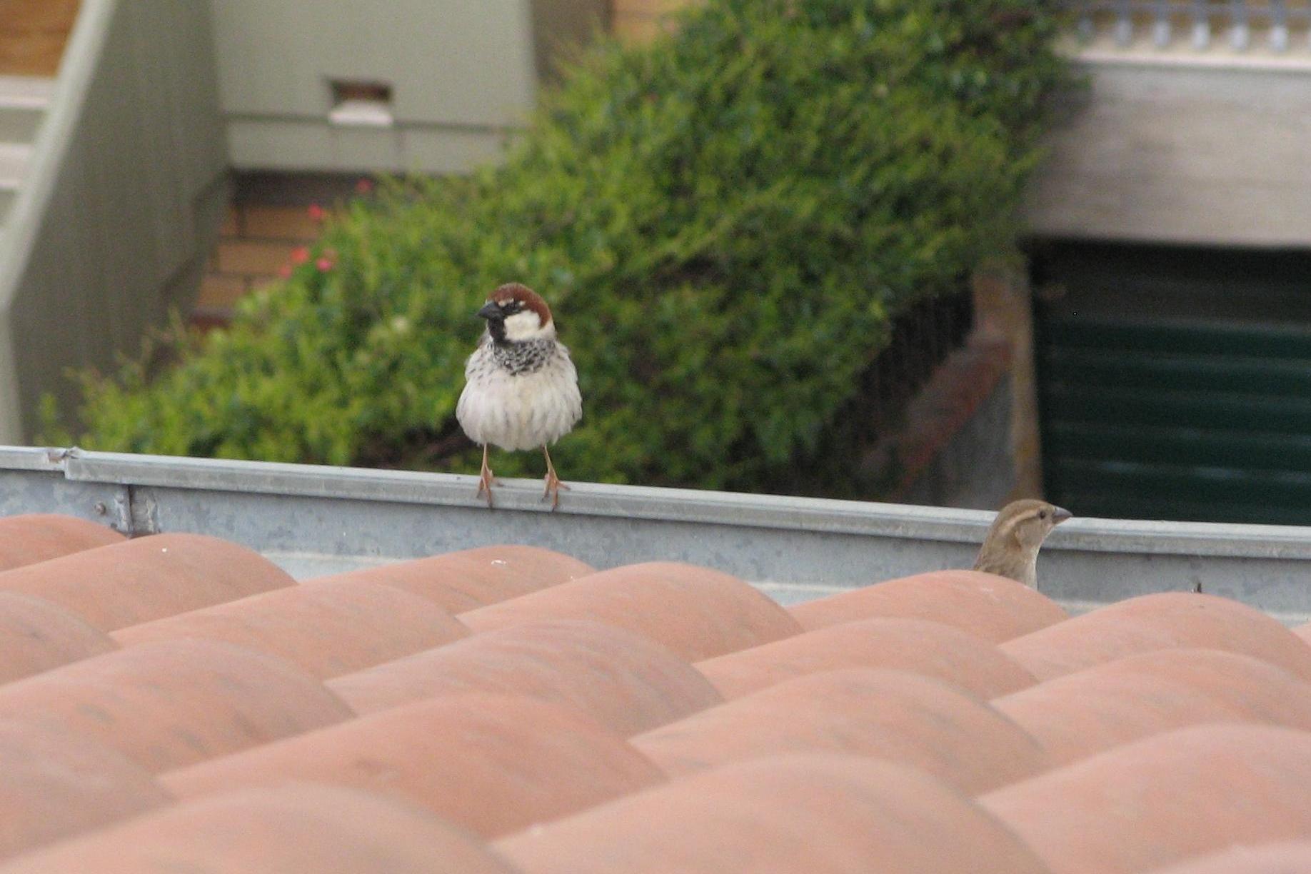 Passera d''Italia vs Sarda