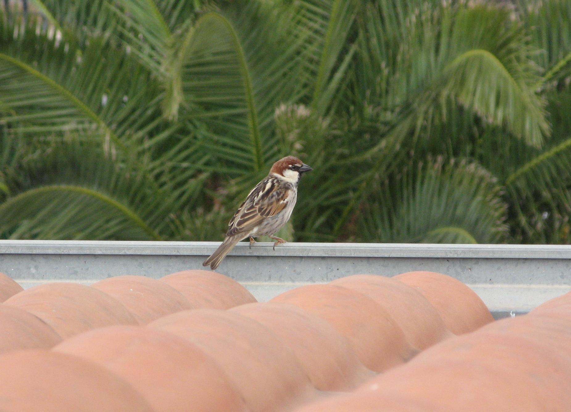 Passera d''Italia vs Sarda