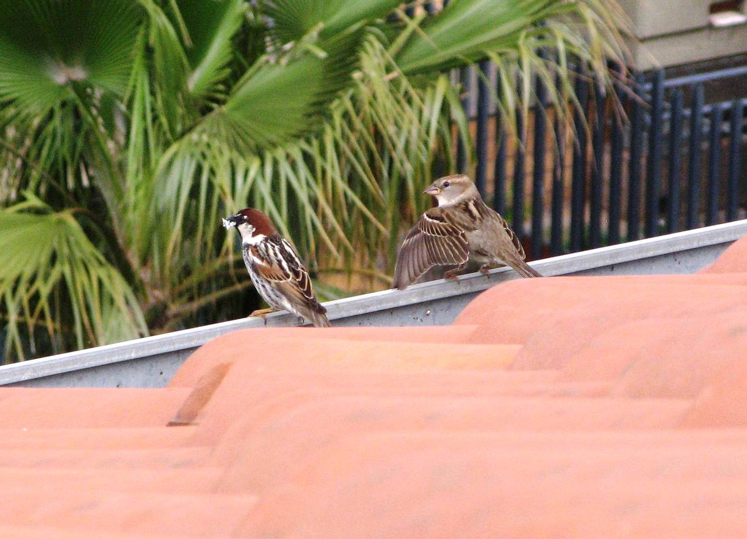 Passera d''Italia vs Sarda