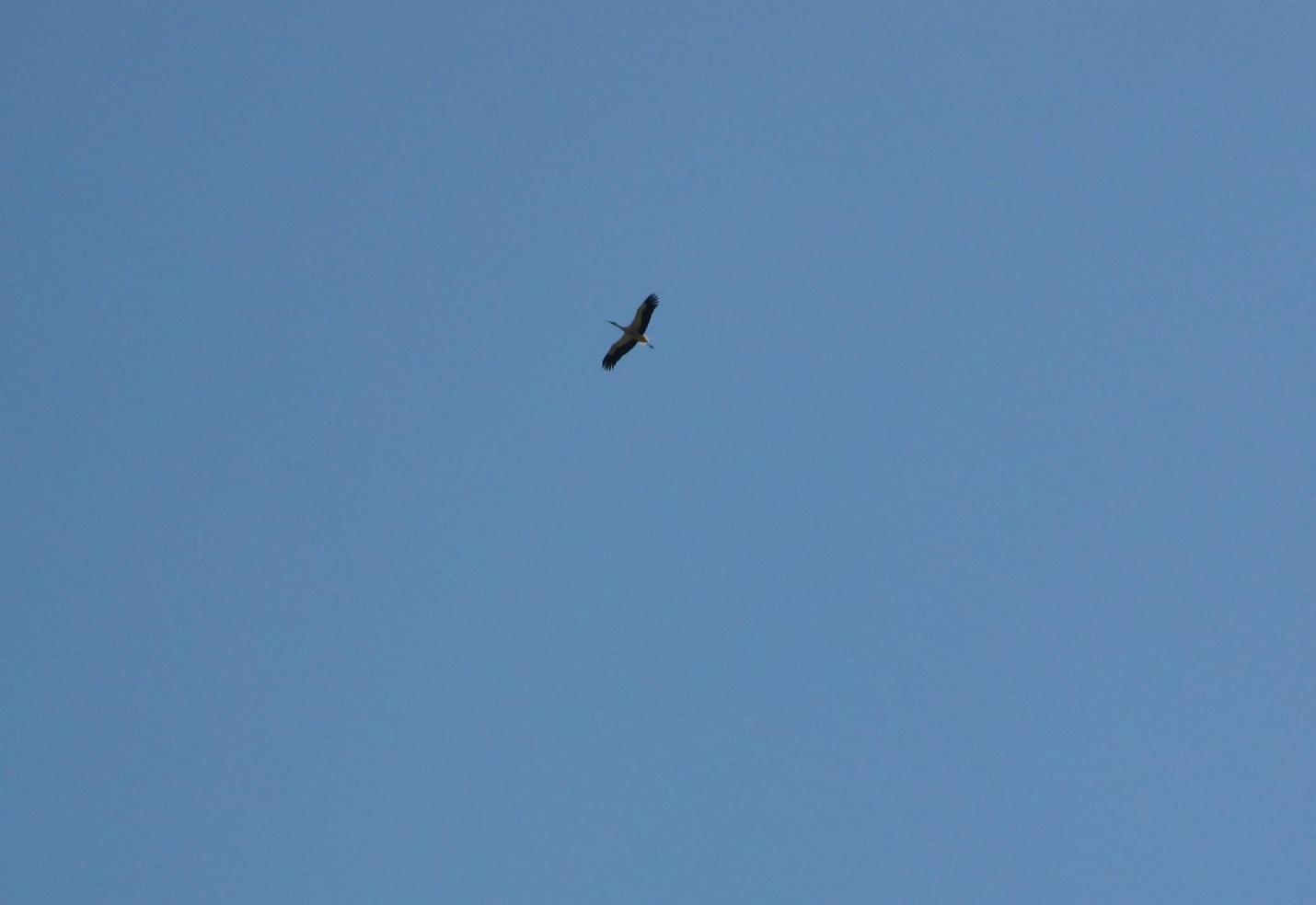 Ciconia ciconia_Piana di Catania