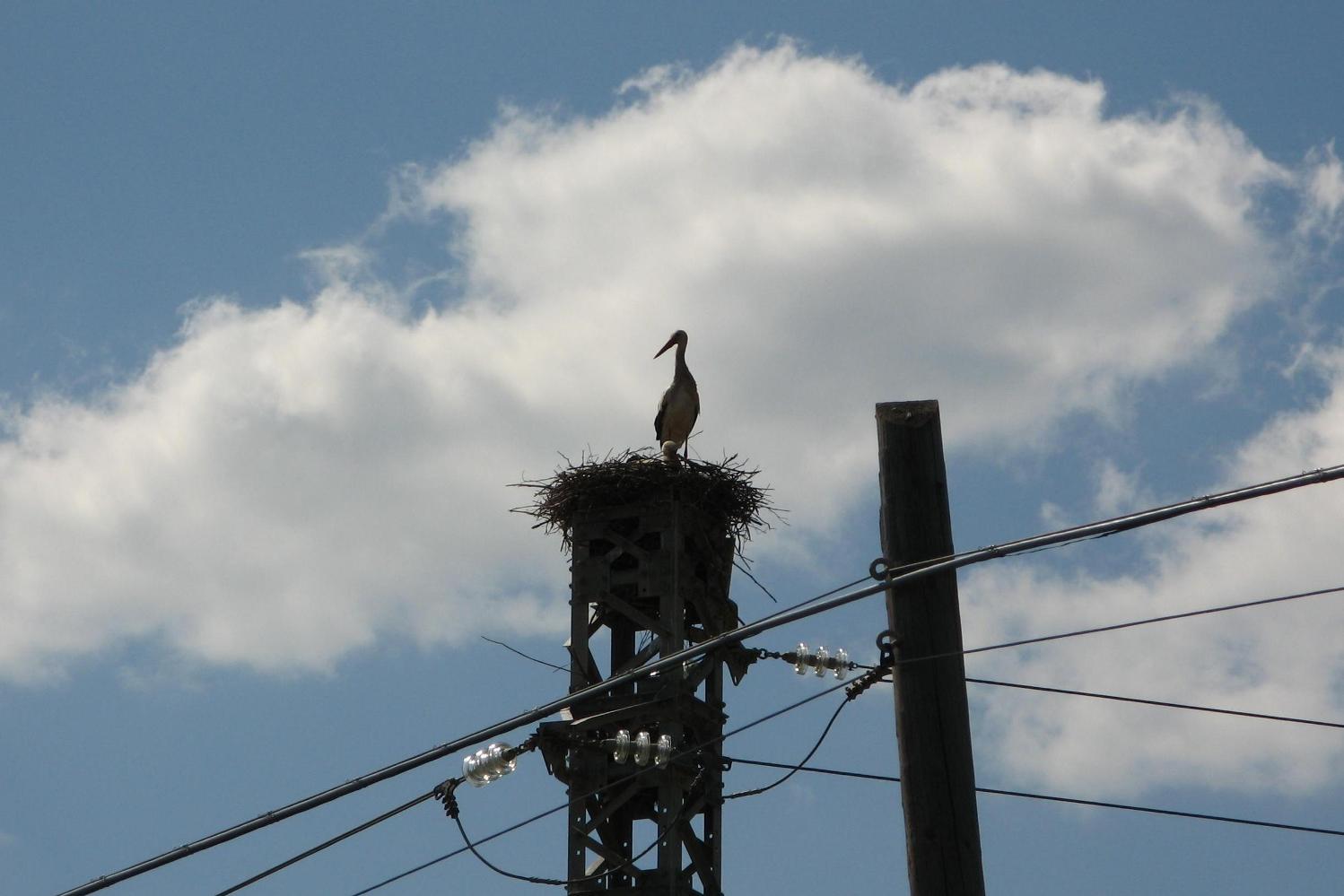 Ciconia ciconia_Piana di Catania