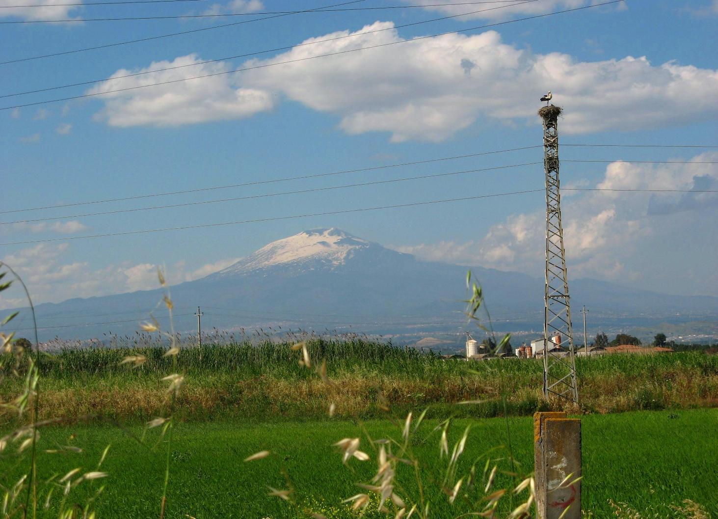 Ciconia ciconia_Piana di Catania